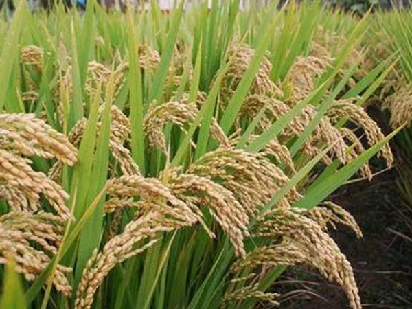 42.5萬畝稻田、1300余臺收割機(jī)&hellip;&hellip;豐收！熱，并快樂著