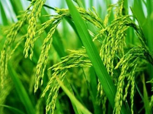 華南農(nóng)業(yè)大學(xué)水稻無人農(nóng)場(chǎng)產(chǎn)出大米，畝產(chǎn)558.6公斤