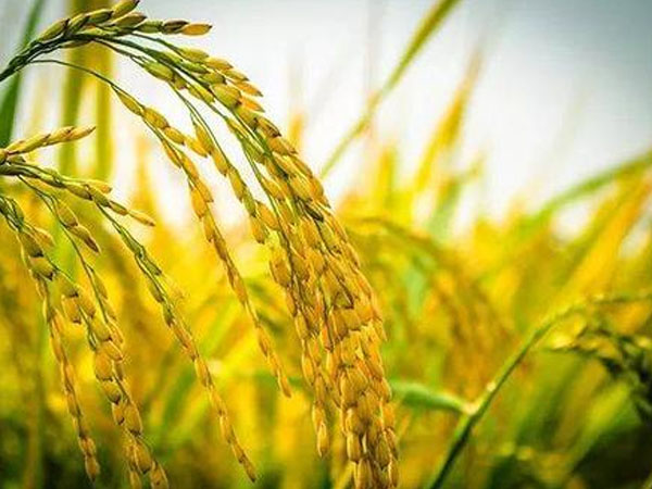 今年雨水多，對(duì)水稻的收成有影響嗎？