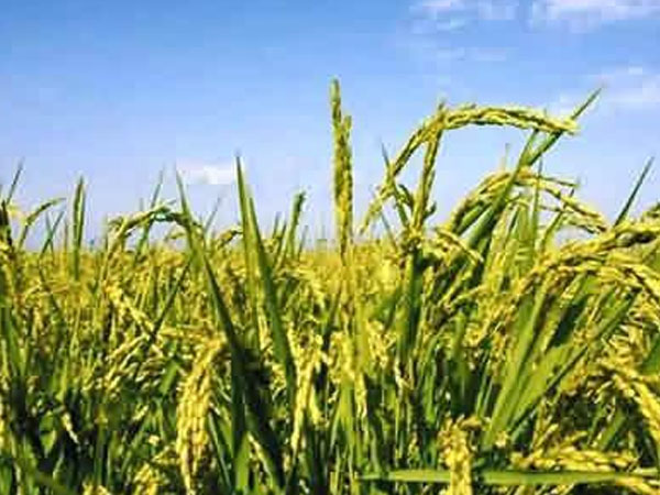 &ldquo;北稻南移&rdquo; 東北水稻在自貢榮縣這個(gè)村長(zhǎng)勢(shì)良好！