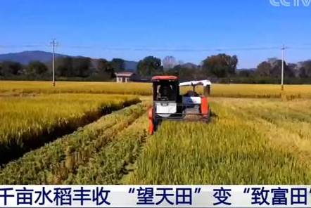 福建長?。呵М€水稻豐收 &ldquo;望天田&rdquo;變&ldquo;致富田&rdquo;