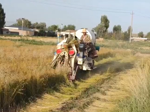 自走式麻機(jī)現(xiàn)場(chǎng)作業(yè)